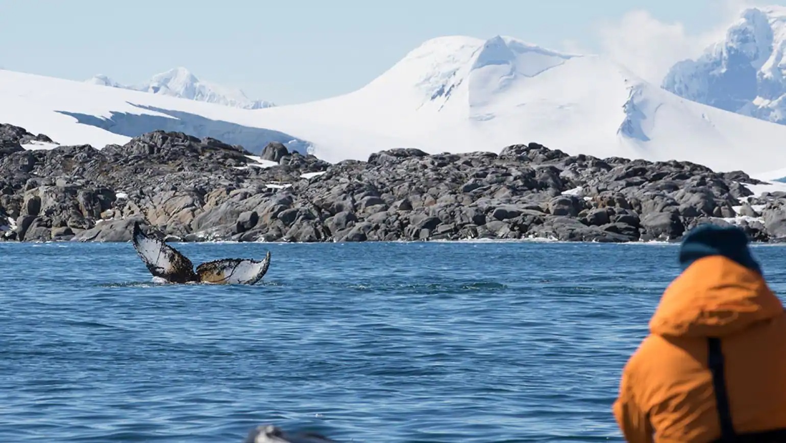 imgi_38_antarctica-torgersen-zodiac-whale_1066x800.jpg.image.1540.868.high